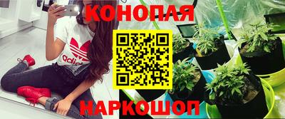 шишки Боровичи